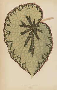 Begonia Marshallii av English School